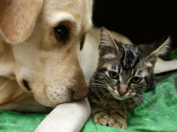 allergy-dog-cat-s4x3 allergy-dog-cat-s4x3