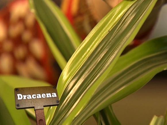 gby1802-3d-dracaena_s4x3 gby1802-3d-dracaena_s4x3