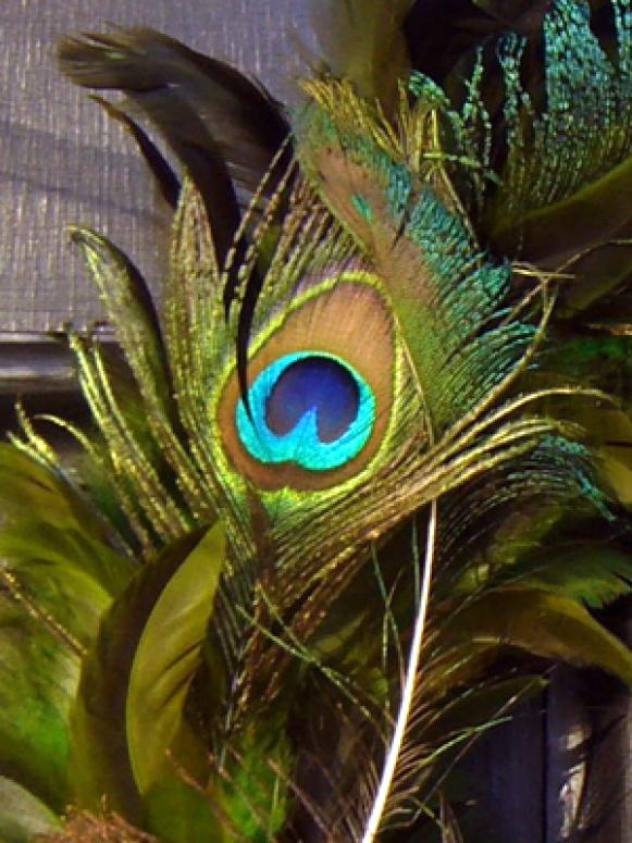 Peacock Feather Eye Detail Peacock Feather Eye Detail