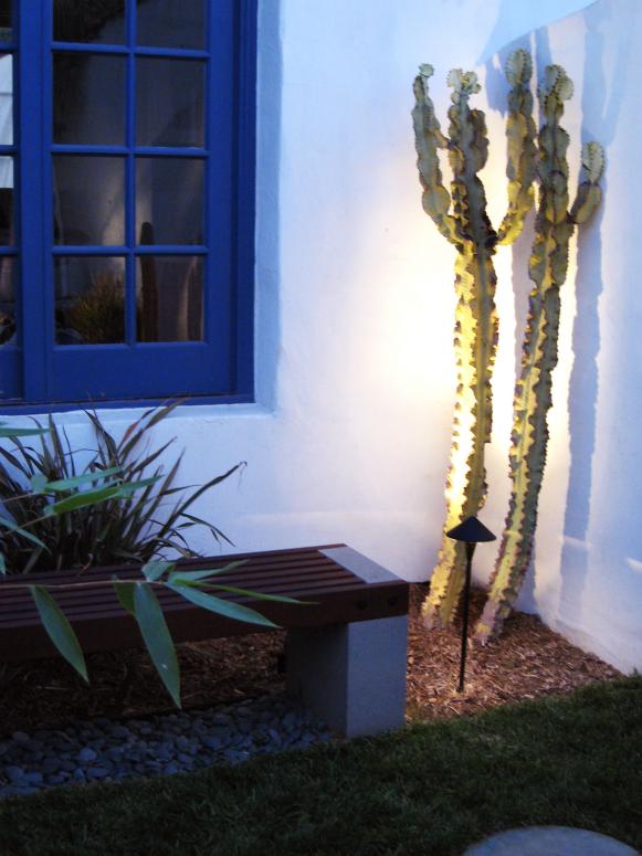 Cactus with Accent Lighting Cactus with Accent Lighting
