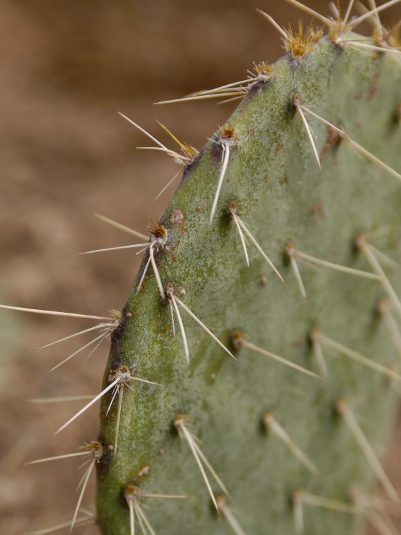 DG2010_12-patio-landscaping-prickly-pear_s3x4 DG2010_12-patio-landscaping-prickly-pear_s3x4