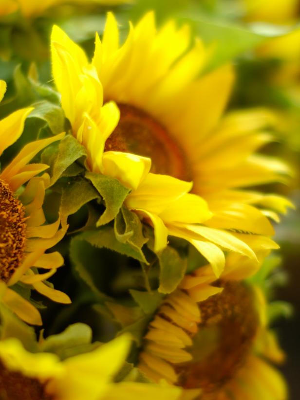DH2010_05-great-room-sunflowers-detail_s3x4 DH2010_05-great-room-sunflowers-detail_s3x4