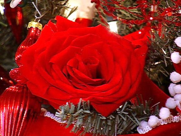 Holiday-Homecoming-rose Holiday-Homecoming-rose