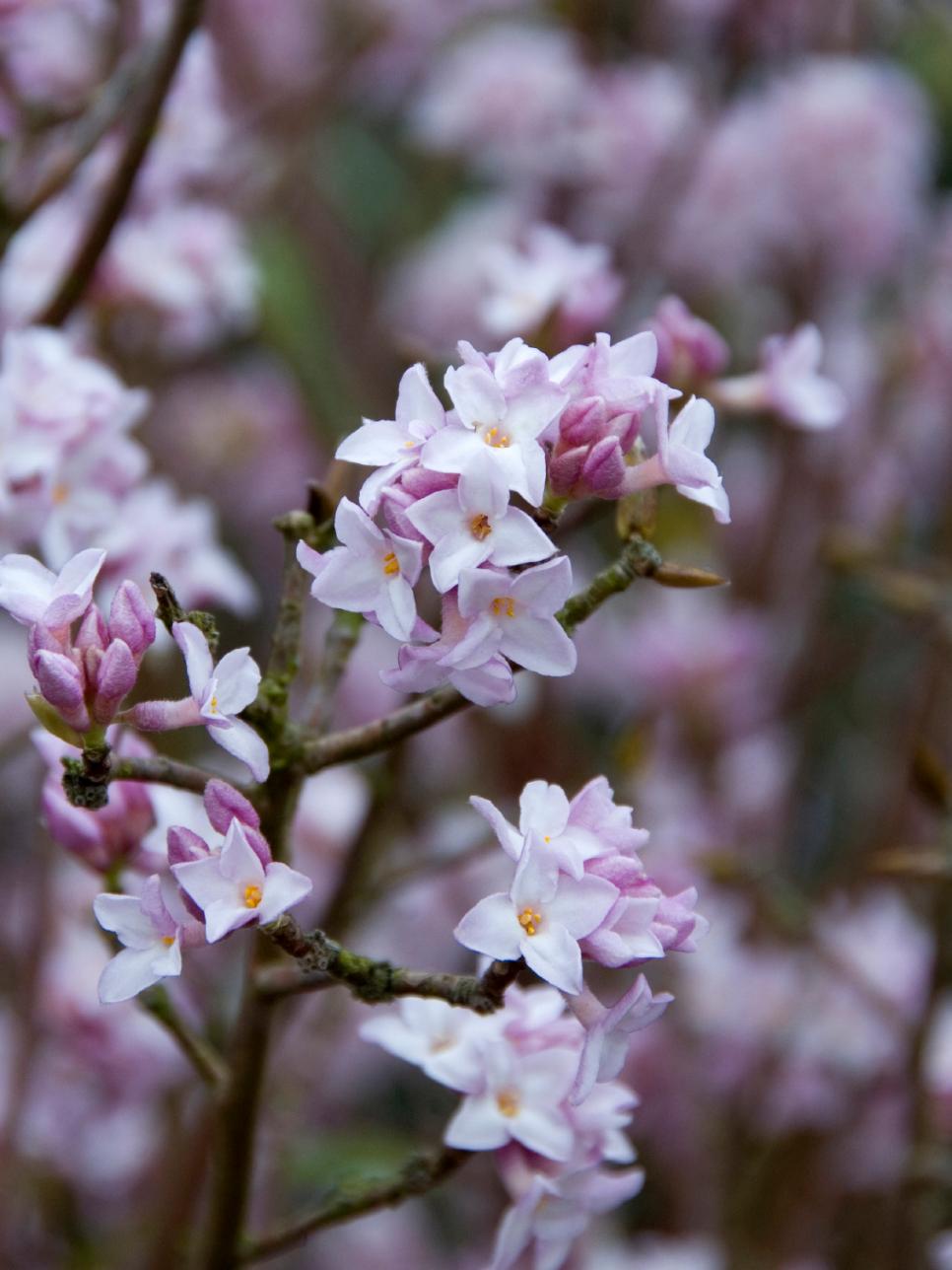 Plants That Flower in Winter HGTV