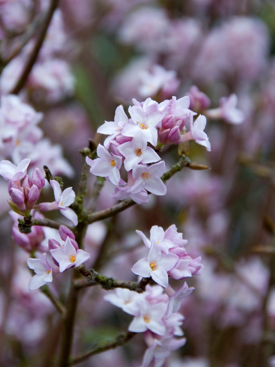 Flowers That Bloom In Winter Outside My Web Value
