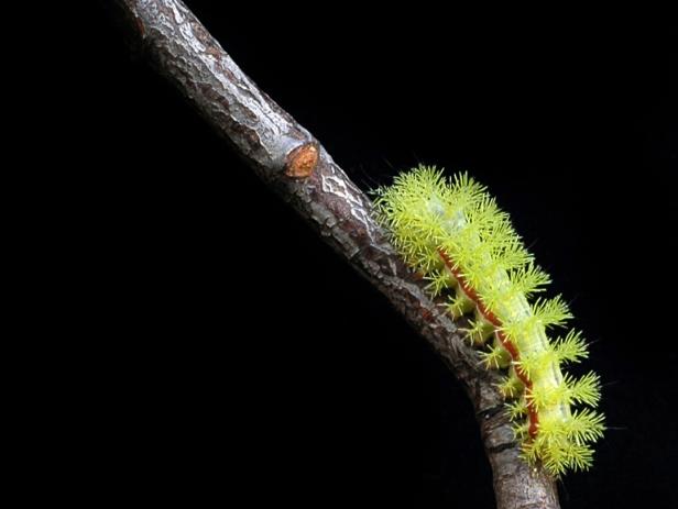 ISP-924158_io-moth-caterpillar-automeris_s4x3 ISP-924158_io-moth-caterpillar-automeris_s4x3