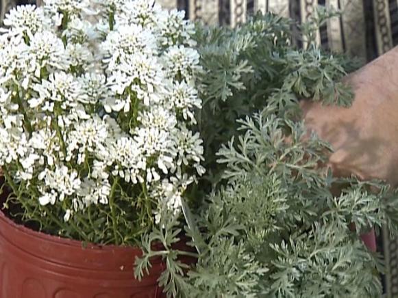 gby1804_3a-candytuft-and-artemisia_s4x3 gby1804_3a-candytuft-and-artemisia_s4x3