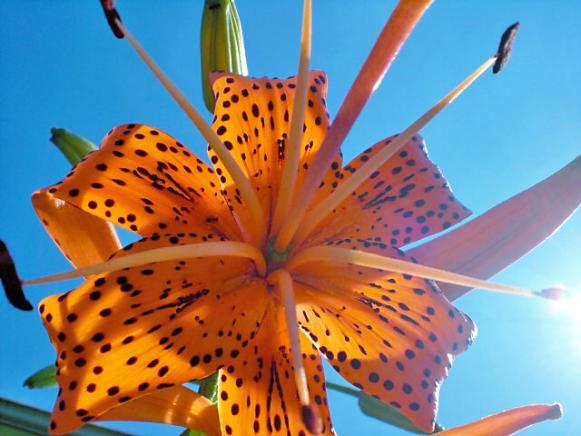 Tiger Lily Tiger Lily