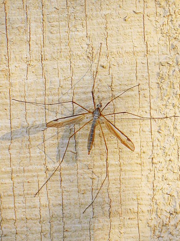 Crane Fly Crane Fly