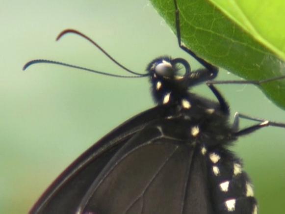 gby1811-1_butterfly-closeup_s4x3