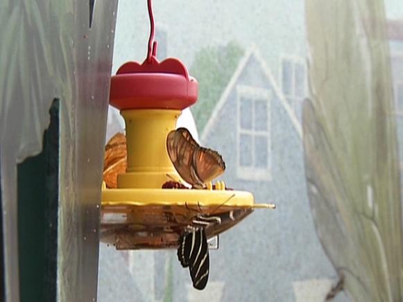 gby1811-1_butterfly-feeder_s4x3 gby1811-1_butterfly-feeder_s4x3