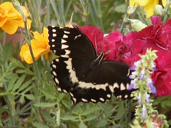 gby1811-1_butterfly-red-yellow-flowers_s4x3 gby1811-1_butterfly-red-yellow-flowers_s4x3