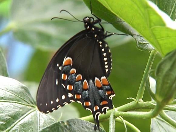 gby1811-1_butterfly_s4x3 gby1811-1_butterfly_s4x3