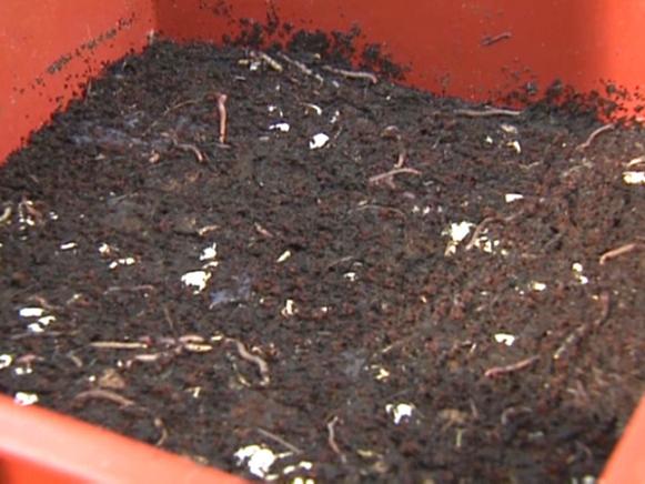 gby1811-4_4e-third-tray-finished-compost_s4x3 gby1811-4_4e-third-tray-finished-compost_s4x3