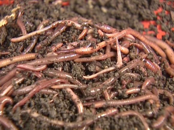 gby1811-4_4f-red-wiggler-worms_s4x3 gby1811-4_4f-red-wiggler-worms_s4x3