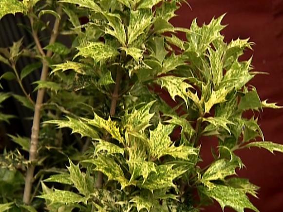 GBY1810-2_3j_Osmanthus_s4x3 GBY1810-2_3j_Osmanthus_s4x3