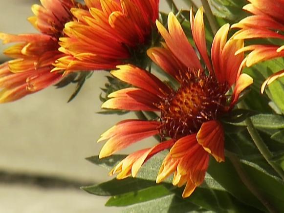GBY1810-2_3m_Gaillardia_s4x3 GBY1810-2_3m_Gaillardia_s4x3