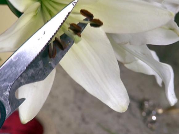 gby1812-3_3d_cut--off-lily-anthers_s4x3 gby1812-3_3d_cut--off-lily-anthers_s4x3
