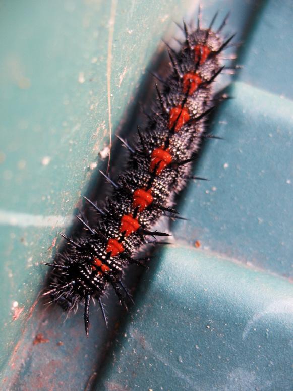 Spiny Elm Caterpillar in Crevice Spiny Elm Caterpillar in Crevice