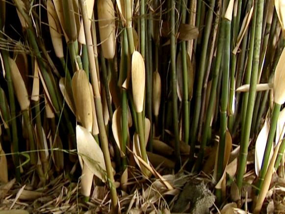 gby1901-1_1e-umbrella-bamboo_s4x3 gby1901-1_1e-umbrella-bamboo_s4x3