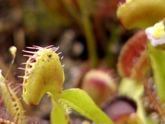 gby1903-3b_Venus-flytrap_s4x3 gby1903-3b_Venus-flytrap_s4x3