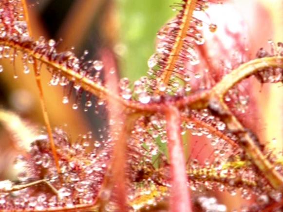 gby1903-3c_sundew_s4x3