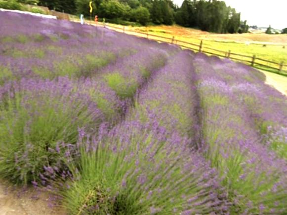 gby1904_1-lavender-field_s4x3 gby1904_1-lavender-field_s4x3