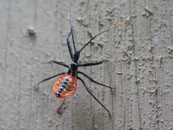 Predator_Assassin-Wheel-Bug-Nymph_Original_s4x3