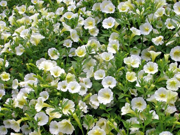 Petunia_baby-duck_s4x3 Petunia_baby-duck_s4x3