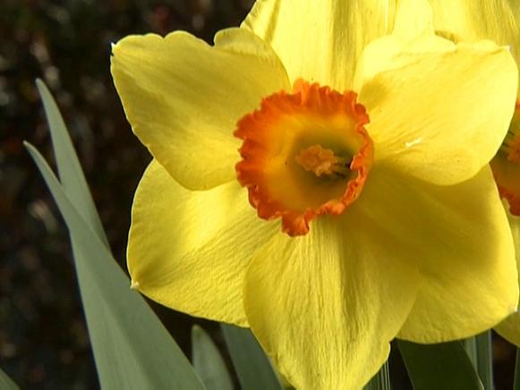 gby1902-1_daffodil_s4x3 gby1902-1_daffodil_s4x3