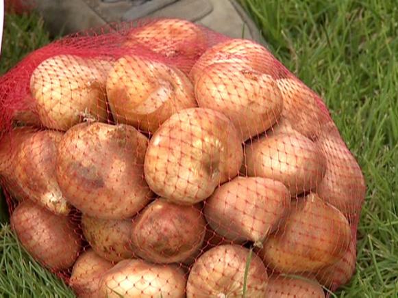 gby1902-1c_clean-bag-of-bulbs_s4x3 gby1902-1c_clean-bag-of-bulbs_s4x3