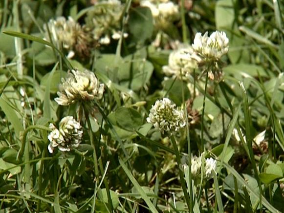 gby1902-4a_White-Dutch-clover_s4x3 gby1902-4a_White-Dutch-clover_s4x3