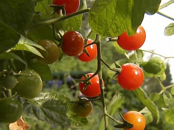 Cherry Tomatoes Cherry Tomatoes