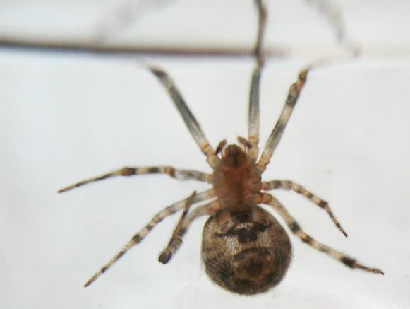 House Spider House Spider