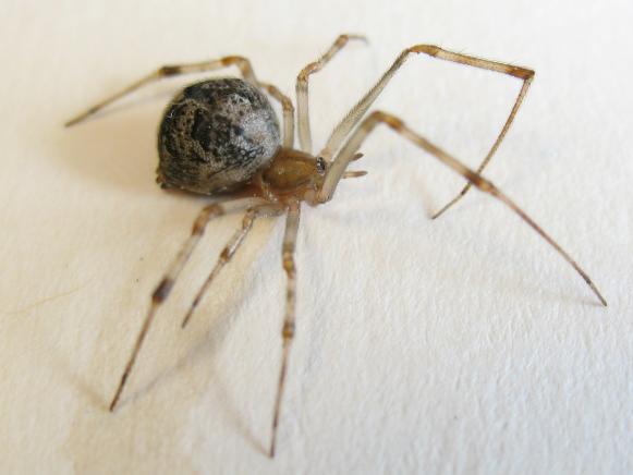 House Spider House Spider
