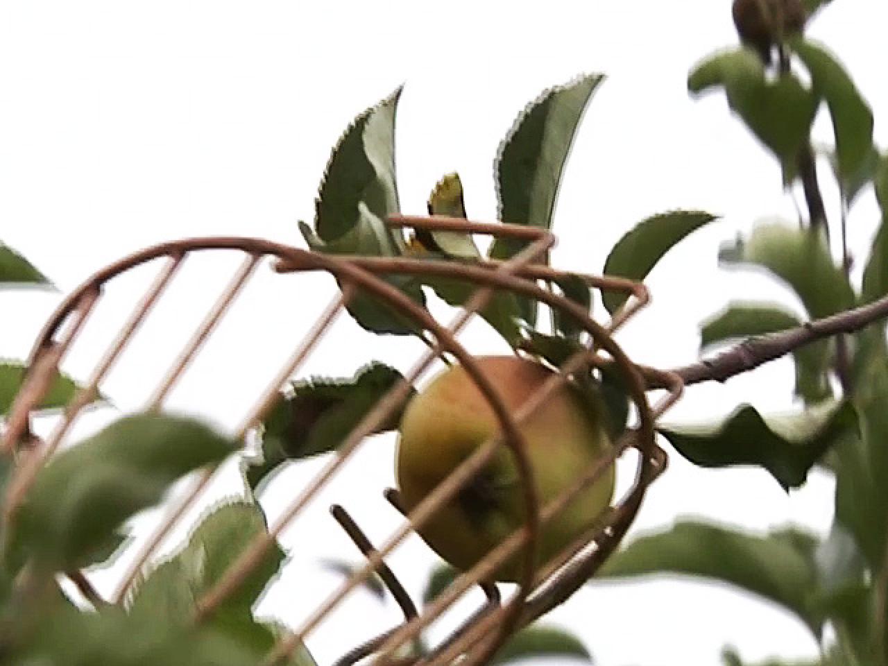best fruits for you fruit picker best fruits for you fruit picker