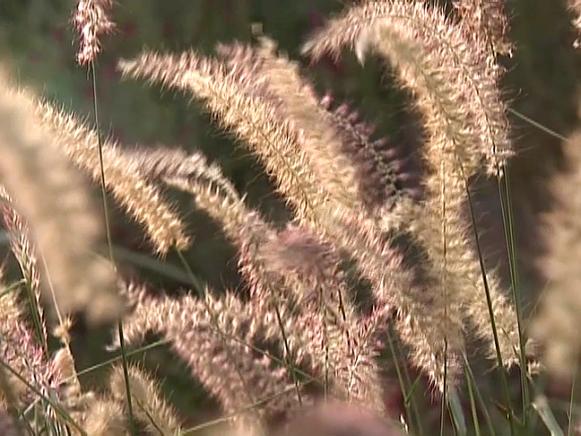 gby1911_3a-grass-flowers2_s4x3