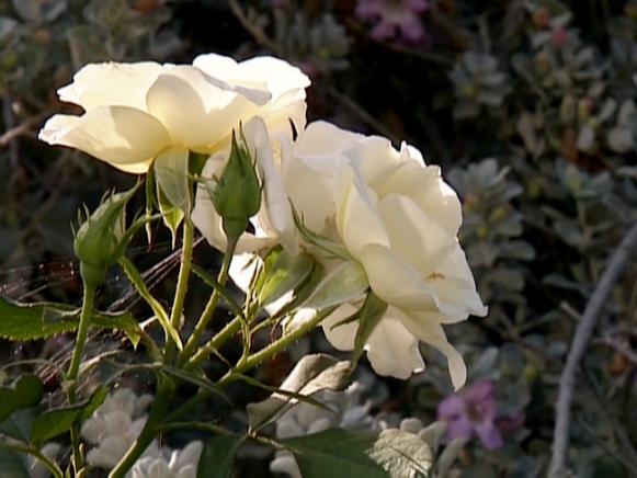 gby1911_3e-fragrant-roses_s4x3 gby1911_3e-fragrant-roses_s4x3