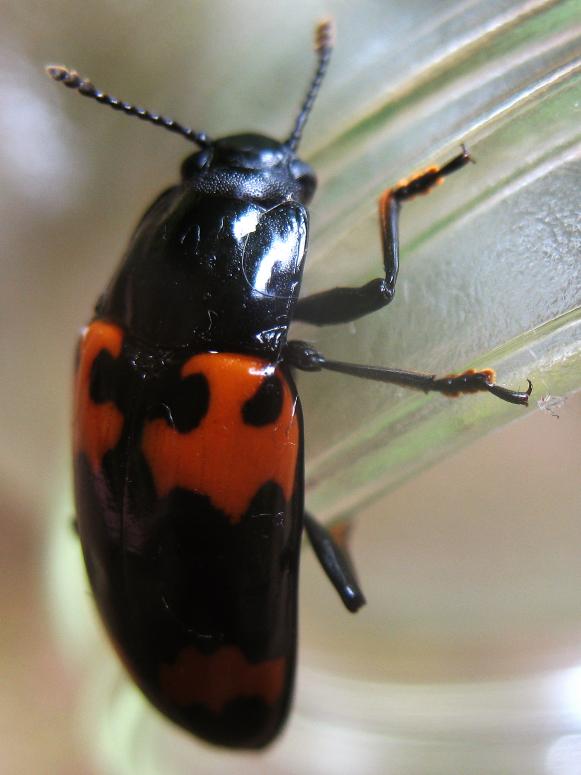 insect_pleasing-fungus-beetle_s3x4