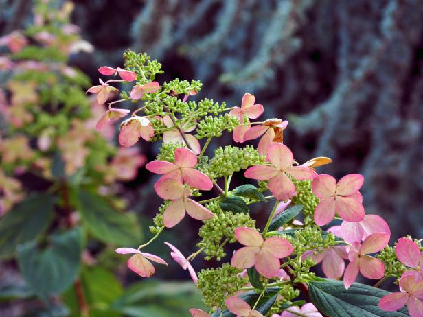 fall-shrub_panicle-hydrangea_s4x3 fall-shrub_panicle-hydrangea_s4x3