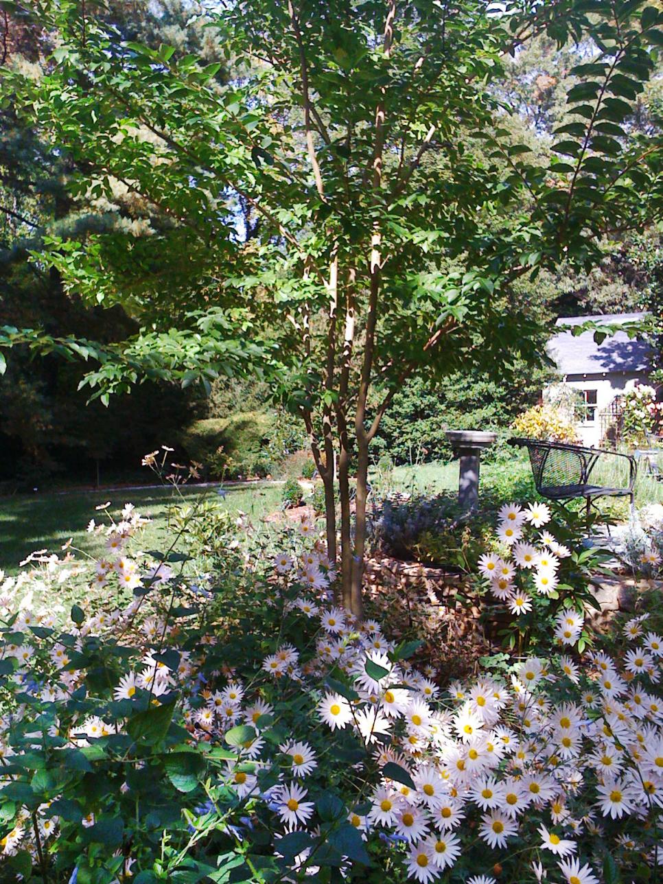 Pink Daisies Bloom in Early Autumn Garden Pink Daisy Flowers and Tree in Garden