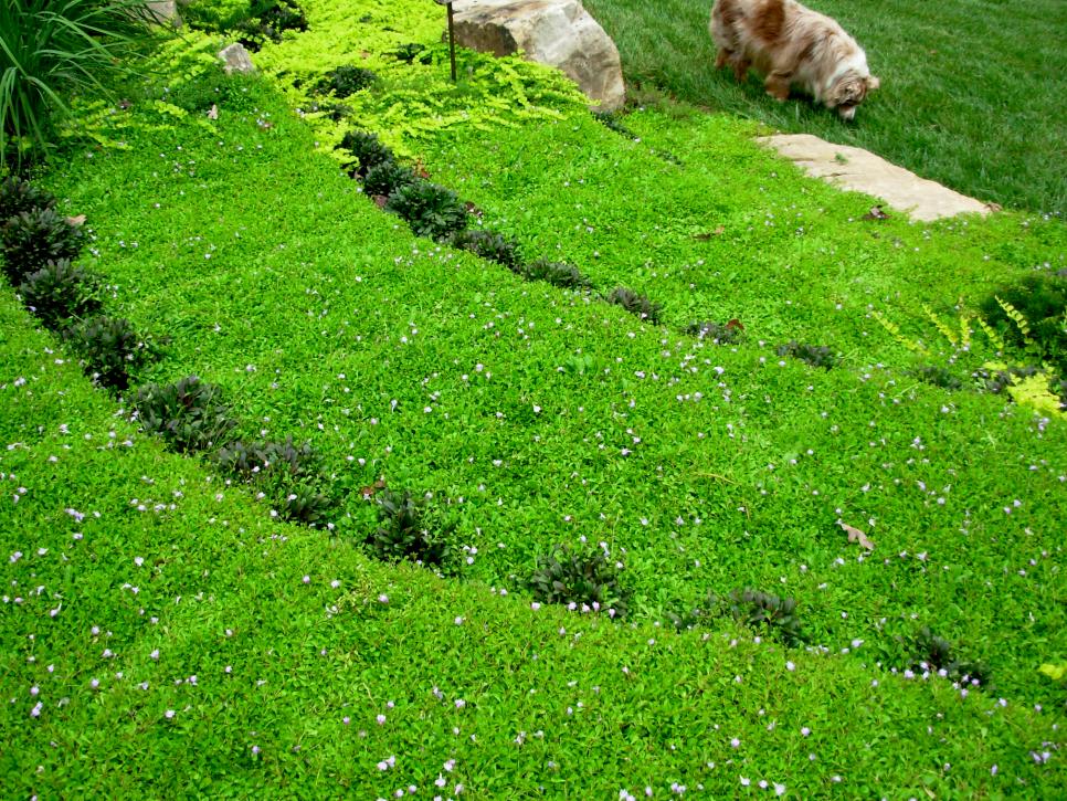 Terraced Hillside Covered With Groundcover Plants