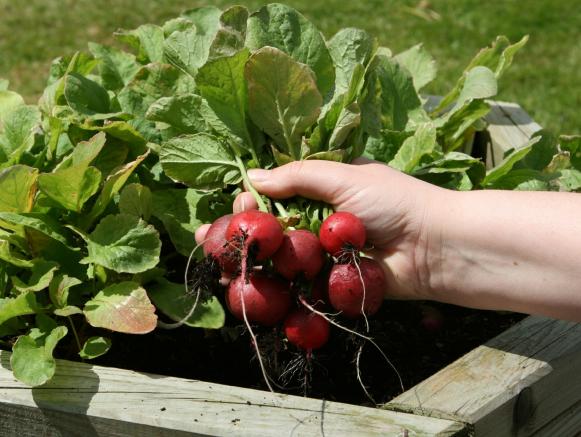 Harvesting Radishes Harvesting Radishes