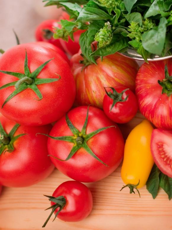 Mixed Red and Yellow Tomatoes Paired With Basil Plant Mixed Red and Yellow Tomatoes Paired With Basil Plant