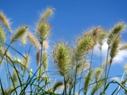 27. Inviting Allergens Into Your Yard