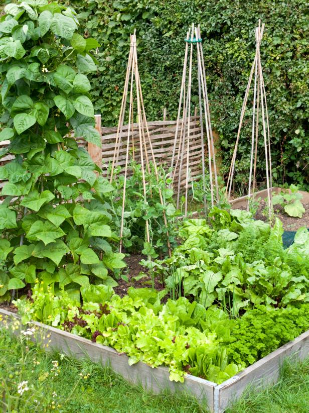 Organic Vegetable Patch Organic Vegetable Patch