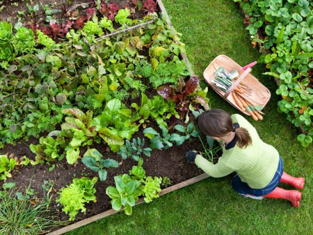 Gardening Gardening