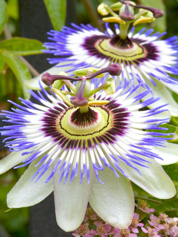 Intricate Purple and White Passion Flowers