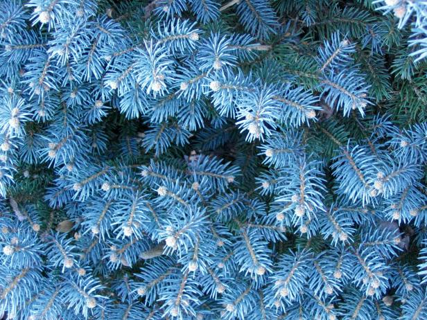 Globosa Blue Spruce Makes Excellent Landscape Tree Globosa Blue Spruce Makes Excellent Landscape Tree