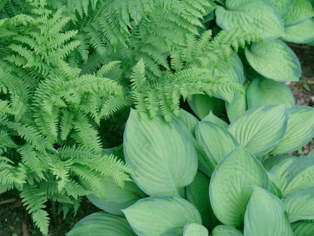 Blue Hosta and Ferns Pair Nicely in Garden Blue Hosta and Ferns Pair Nicely in Garden